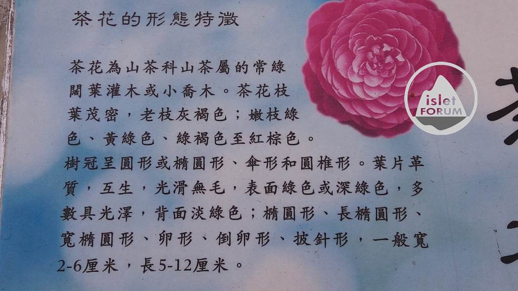 茶花（Common camellia） (1).jpg