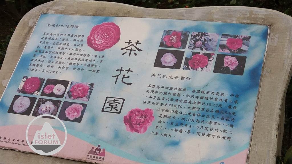 茶花（Common camellia） (3).jpg