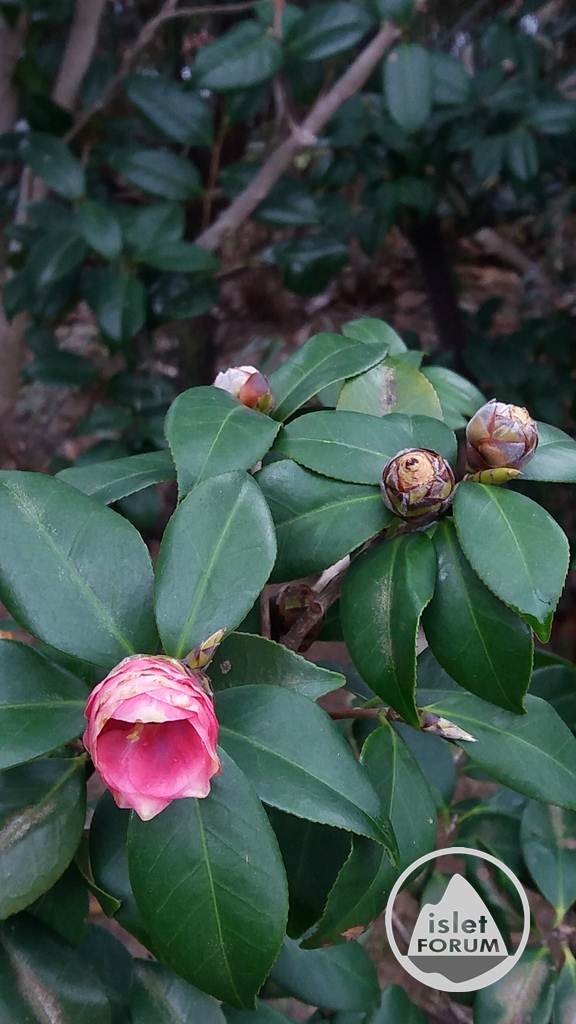 茶花（Common camellia） (4).jpg