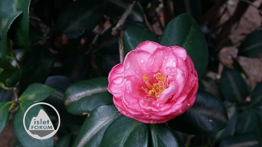 茶花（Common camellia） (8).jpg