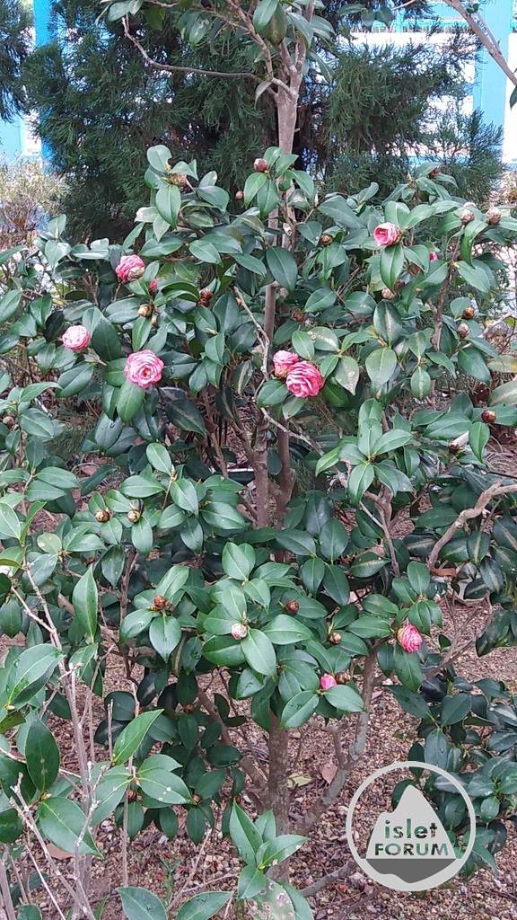 茶花（Common camellia） (5).jpg