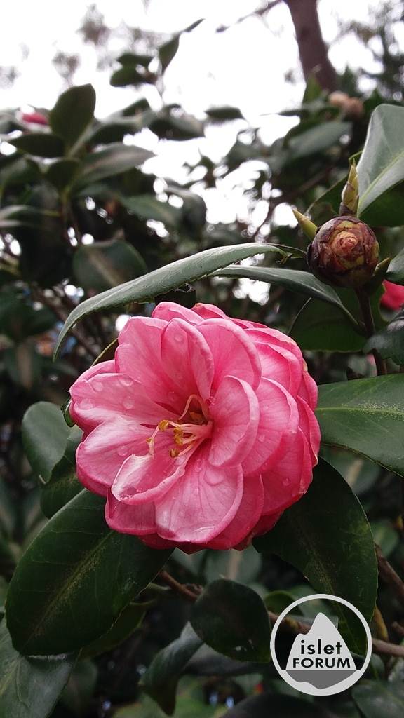 茶花（Common camellia） (6).jpg