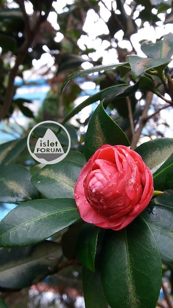 茶花（Common camellia） (7).jpg
