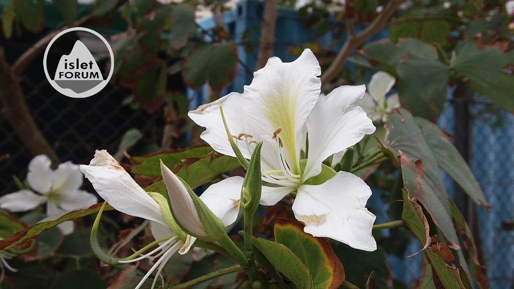 White Bauhinia 白花羊蹄甲 (1).jpg