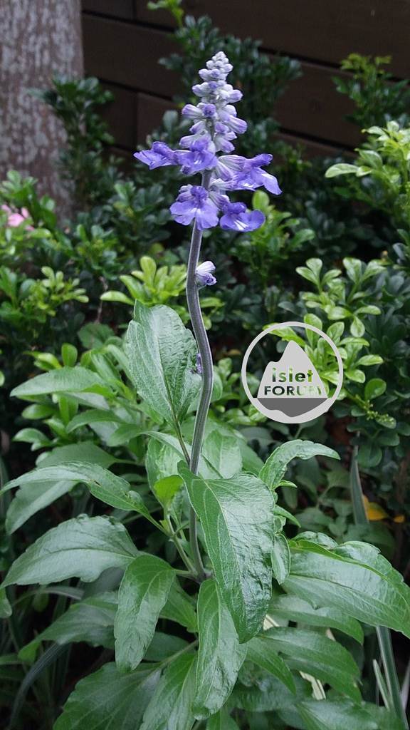 粉萼鼠尾草 Salvia farinacea (3).jpg