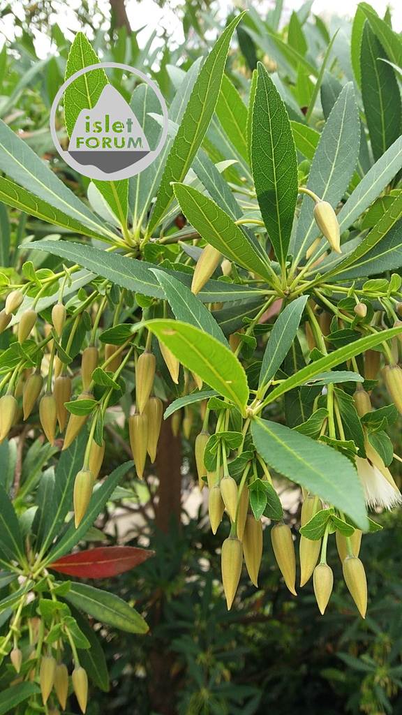 水石榕Hainan Elaeocarpus (1).jpg