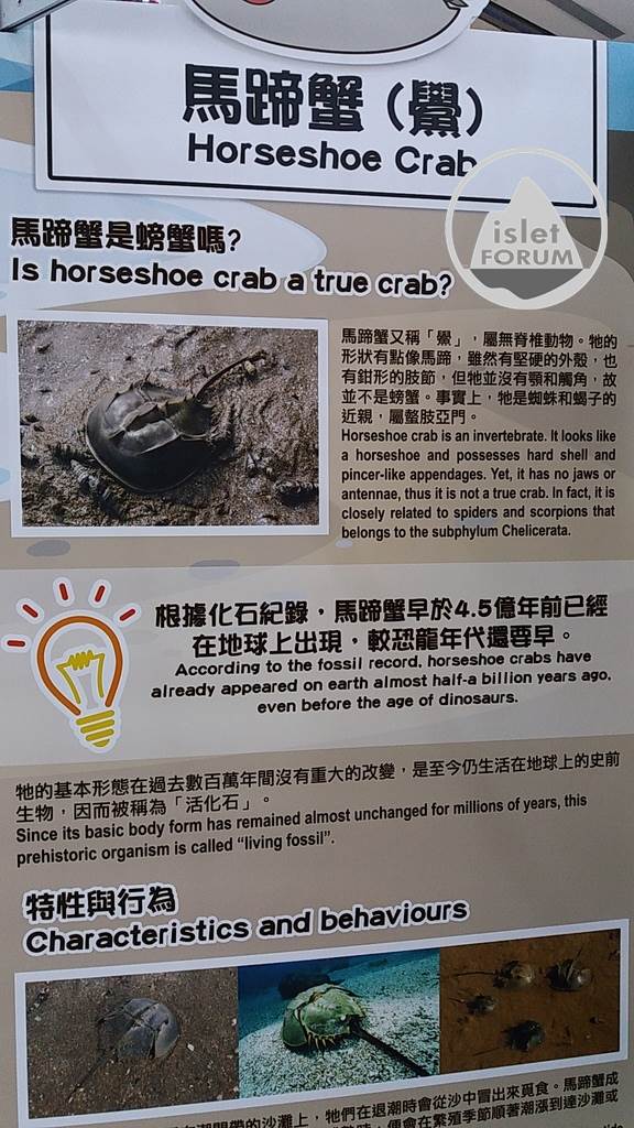 香港海洋生物多樣性巡迴展覽Hong Kong Marine Biodiversity Roving Exhibition (11).j.jpg