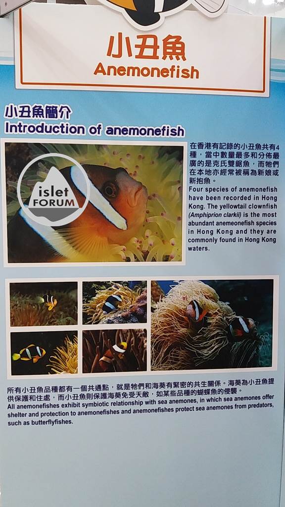 小丑魚（Anemonefish） (3).jpg