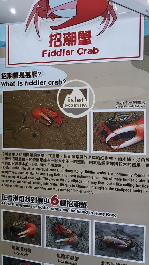 招潮蟹（Fiddler Crab） (3).jpg