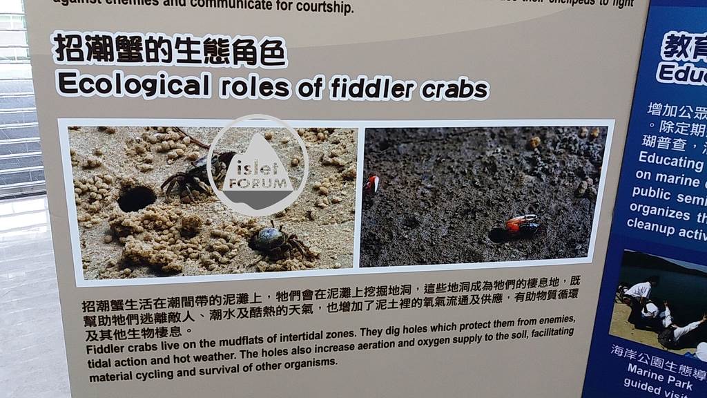 招潮蟹（Fiddler Crab）5.jpg