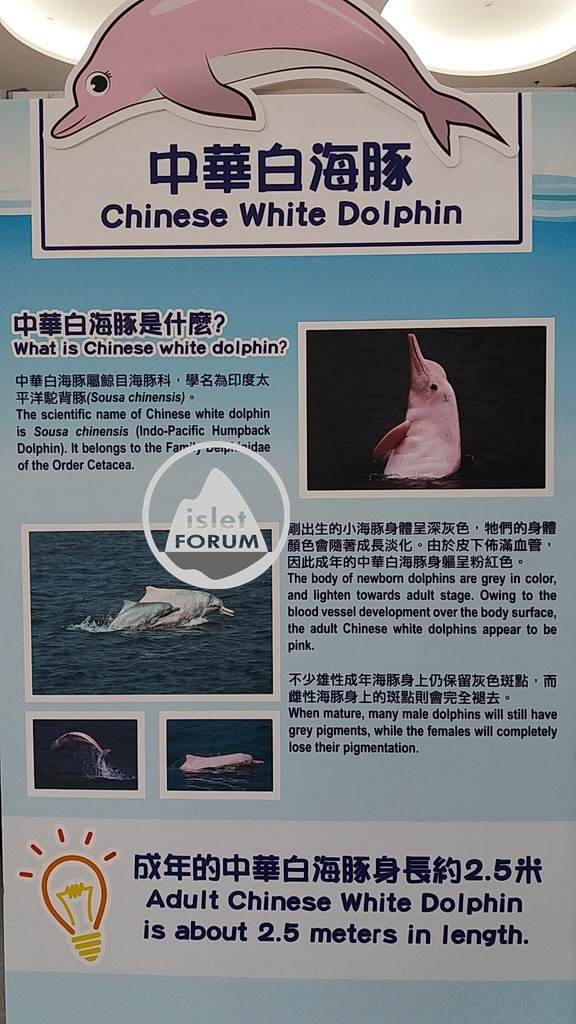 中華白海豚（Chinese White Dolphine）.jpg
