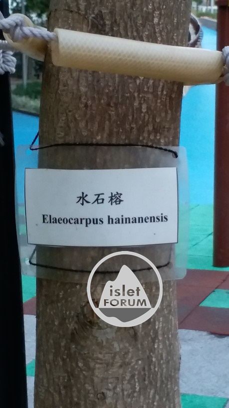 水石榕Elaeocarpus hainanensis（Hainan Elaeocarpus） (2).jpg