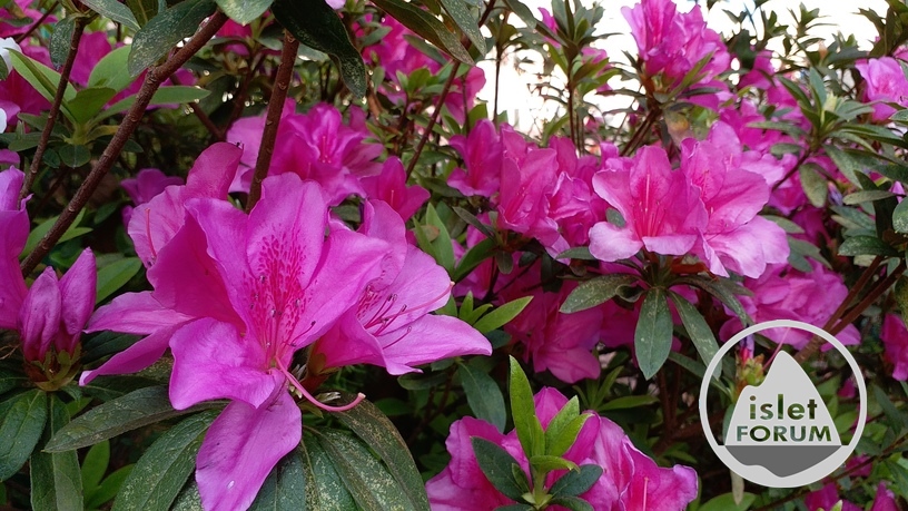 杜鵑花 Rhododendron(4).jpg