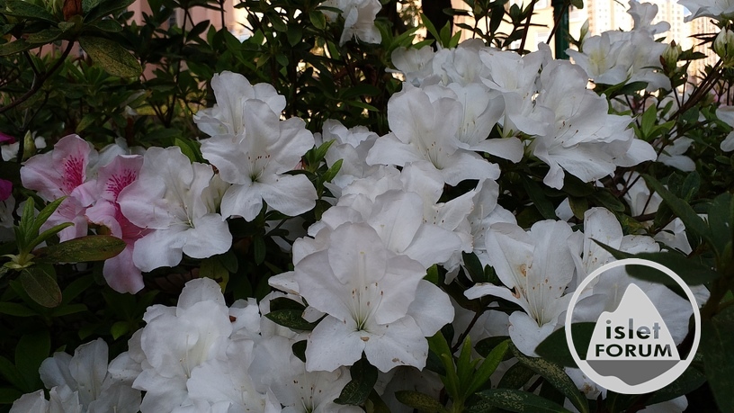 杜鵑花 Rhododendron(3).jpg