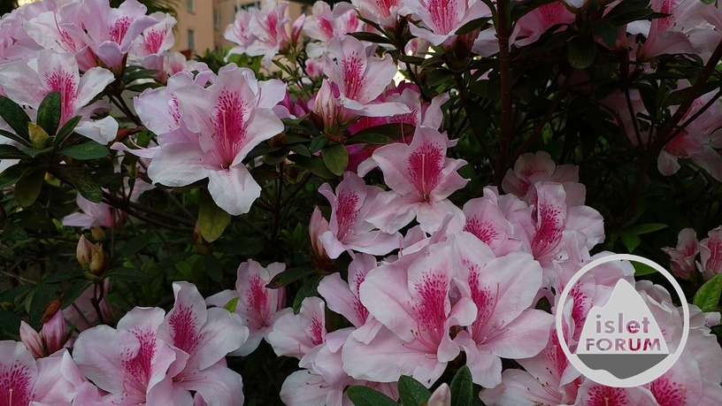 杜鵑花 Rhododendron(2).jpg