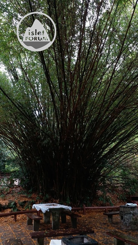 竹bamboo (2).jpg