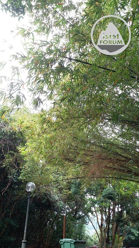竹bamboo (3).jpg