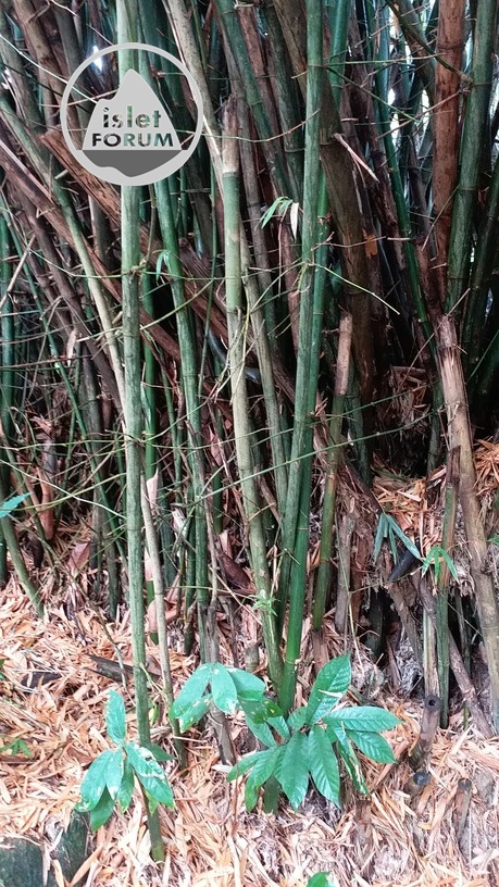 竹bamboo (5).jpg