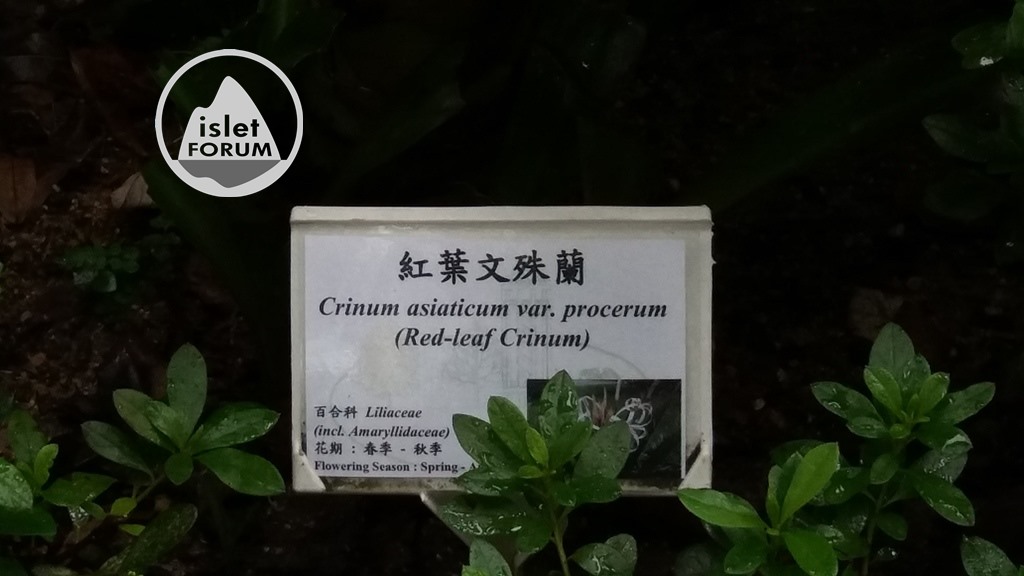 紅葉文殊蘭 Crinum asiaticum var. procerum (1).jpg