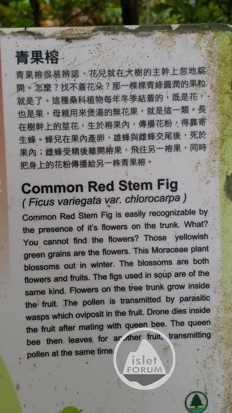 青果榕Ficus variegata (3).jpg