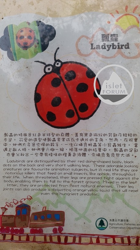 瓢蟲（甲蟲）Ladybird beetle.jpg