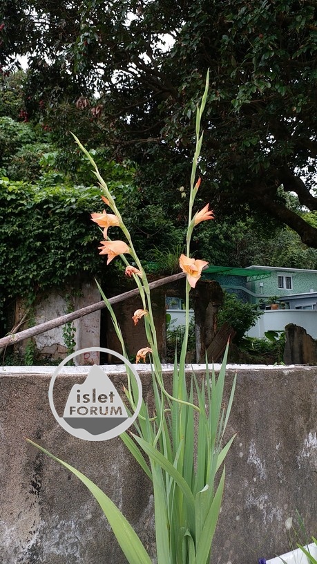 劍蘭gladiolus (1).jpg