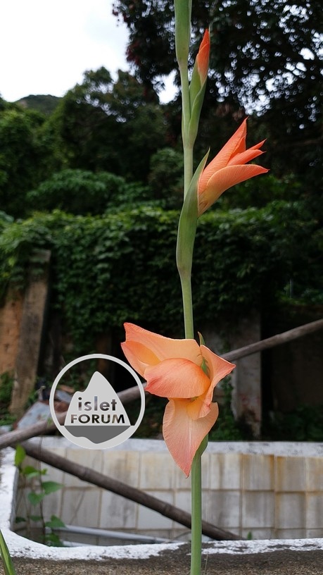 劍蘭gladiolus (2).jpg