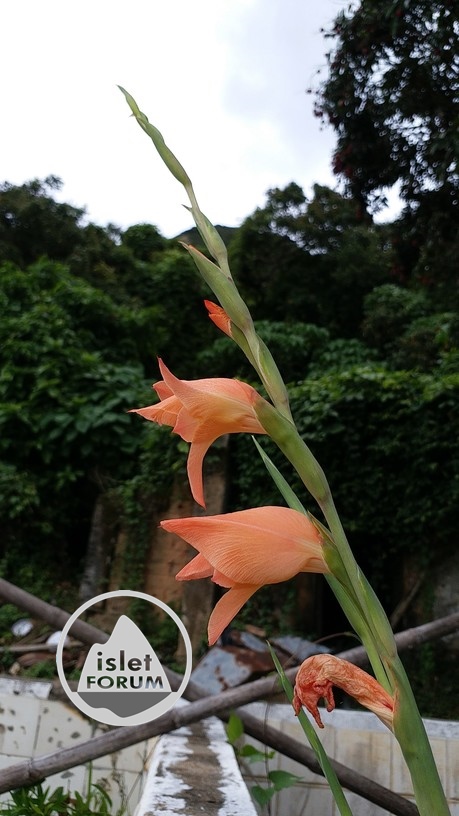 劍蘭gladiolus (3).jpg