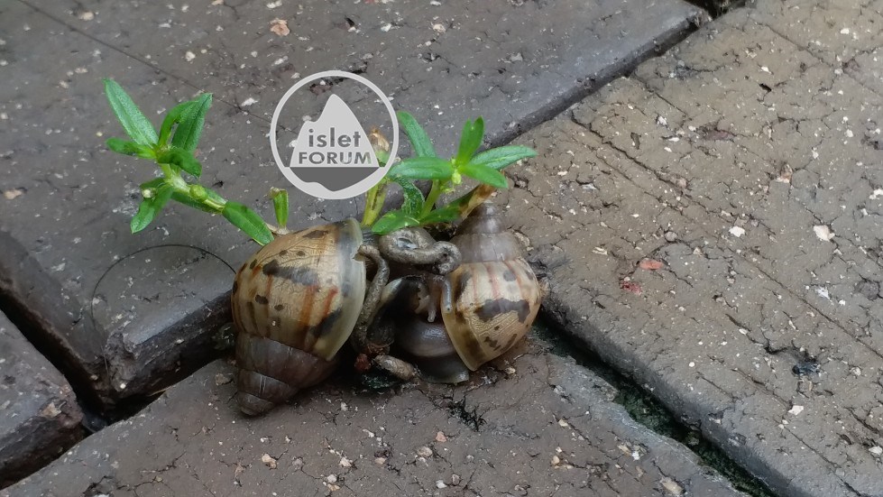 snail mating (3).jpg