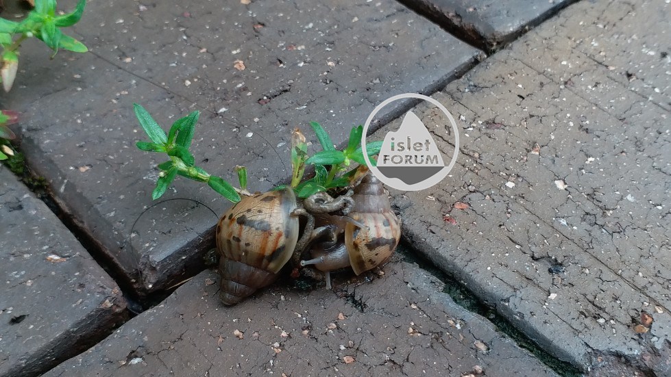 snail mating (2).jpg