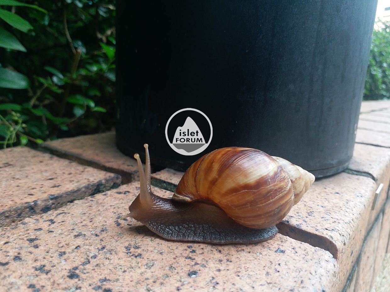 蝸牛snail.jpg