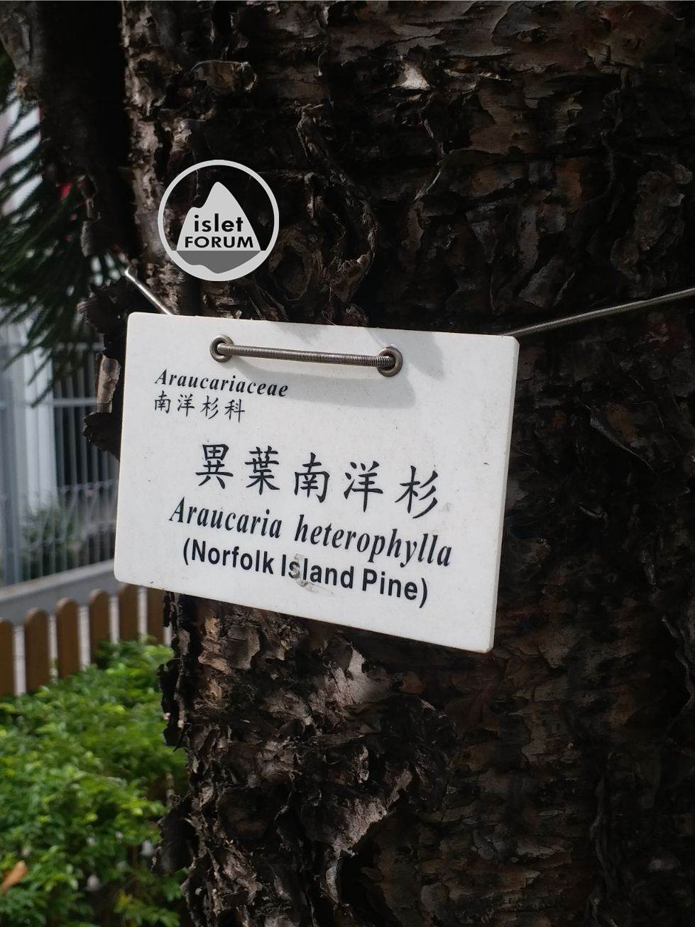 異葉南洋杉 Araucaria heterophylla (5).jpg