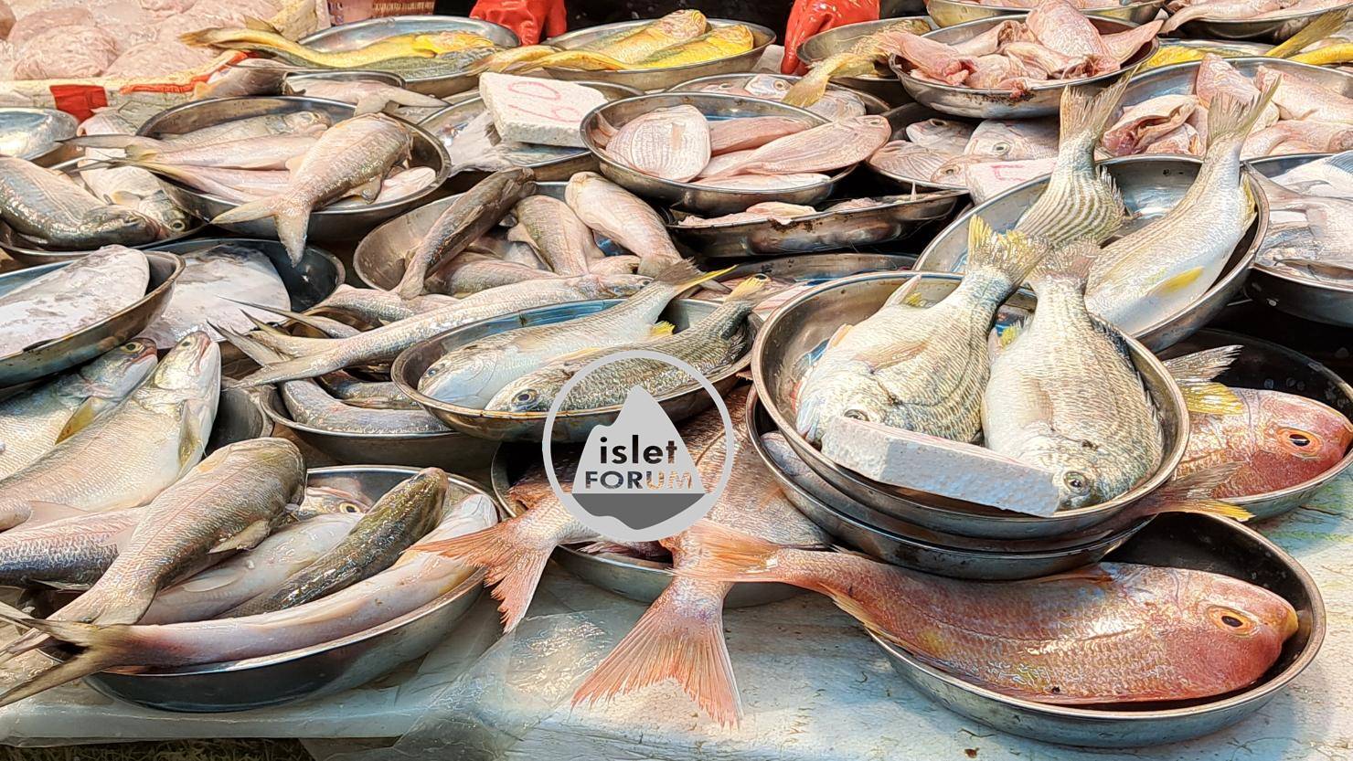 香港仔早上魚市場1 (2).jpg