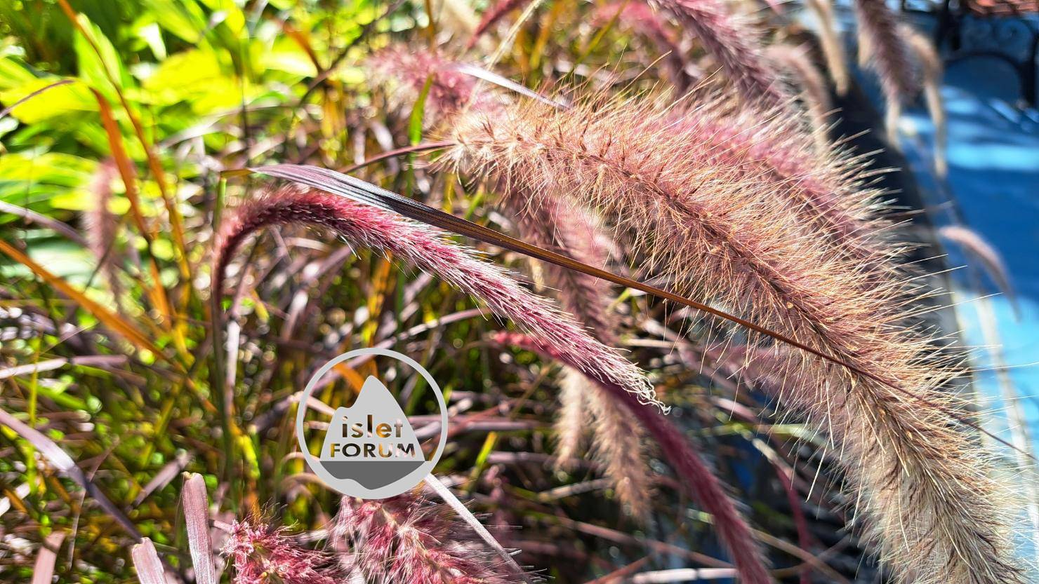 斜陽下的狐尾草（meadow foxtail） (2).jpg