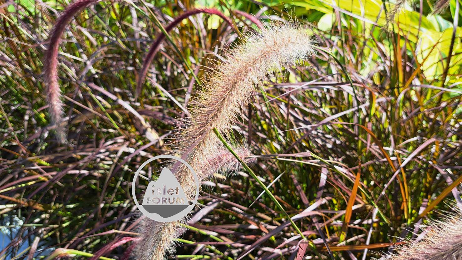 斜陽下的狐尾草（meadow foxtail） (6).jpg