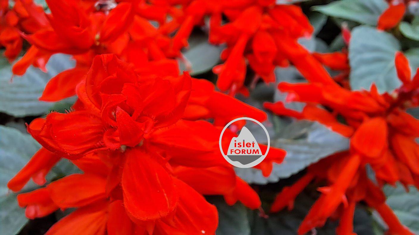 紅色的花卉 Red flowers (3).jpg
