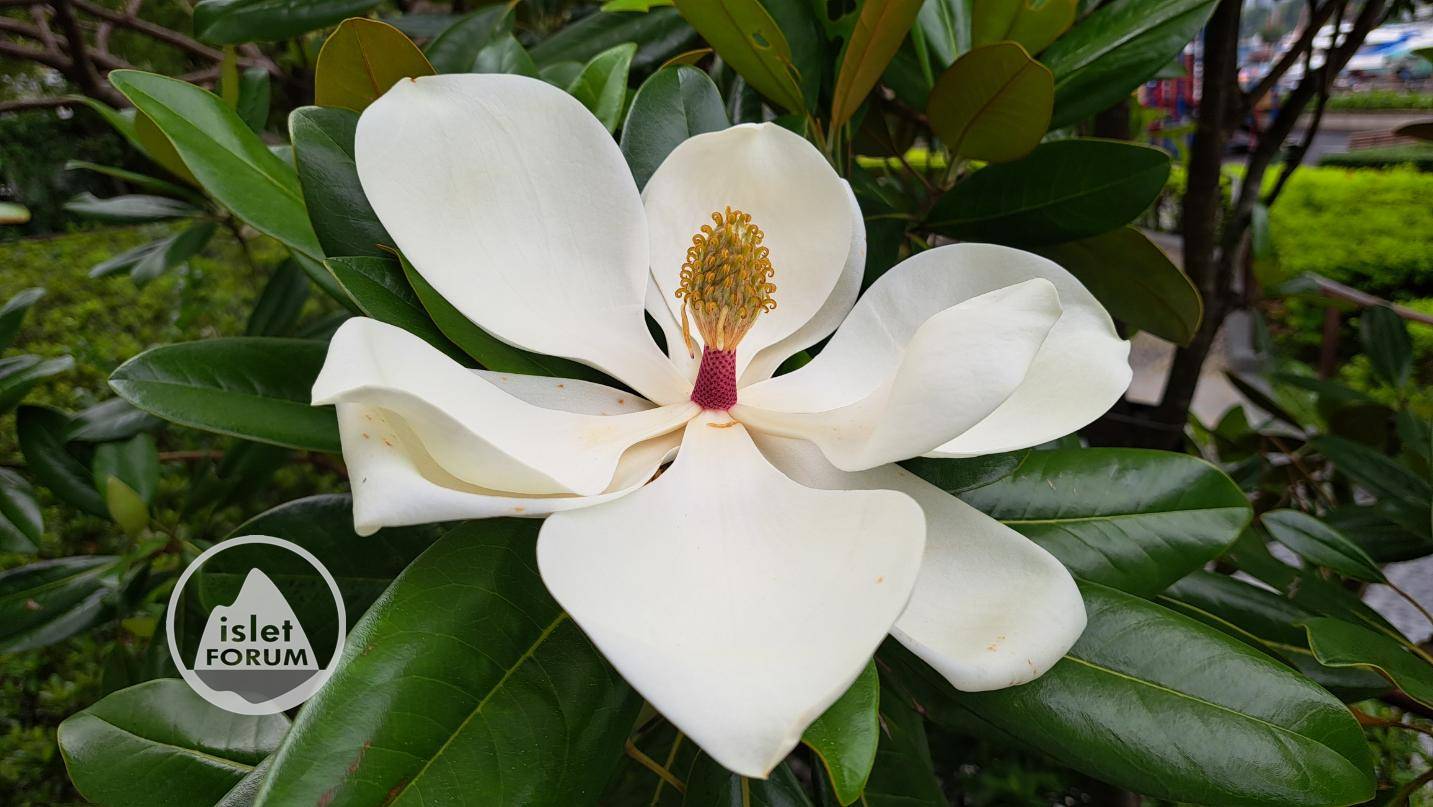 荷花玉蘭 Southern magnolia (1).jpg