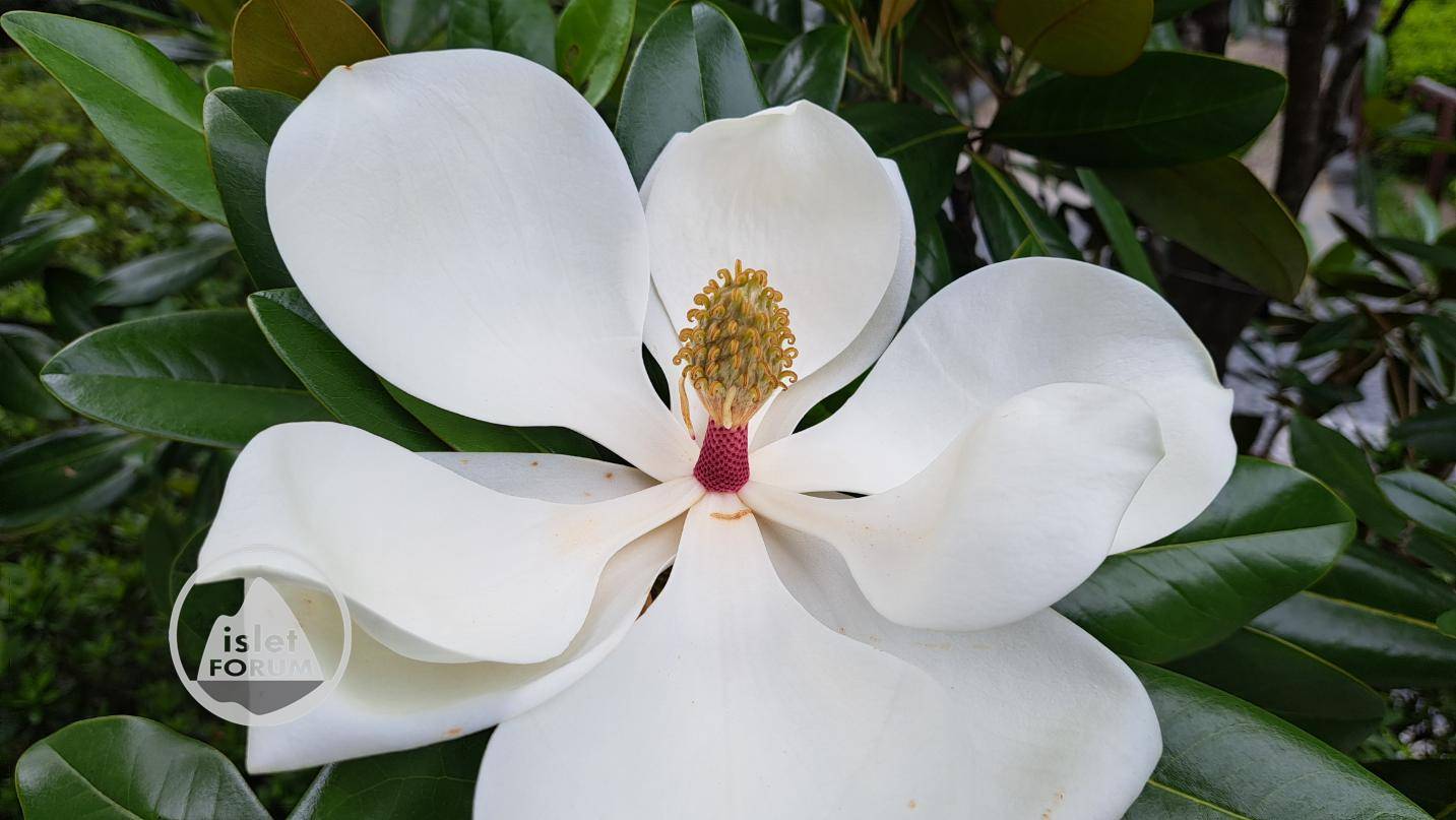 荷花玉蘭 Southern magnolia (2).jpg