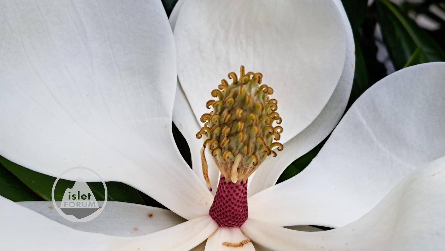 荷花玉蘭 Southern magnolia (3).jpg