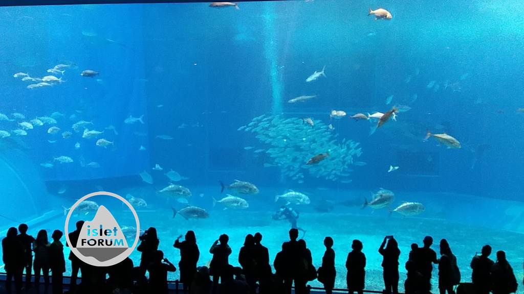 沖縄美ら海水族館Okinawa Churaumi Aquarium (24).jpg