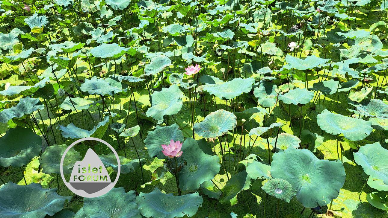 雲泉仙館荷花池2022Wun Chuen Sin Kwoon Lotus Pond (1).jpg