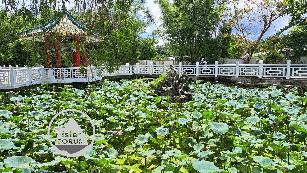 雲泉仙館荷花池2022Wun Chuen Sin Kwoon Lotus Pond (3).jpg
