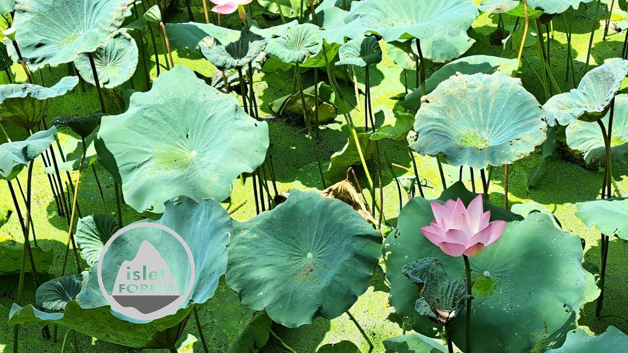 雲泉仙館荷花池2022Wun Chuen Sin Kwoon Lotus Pond (6).jpg