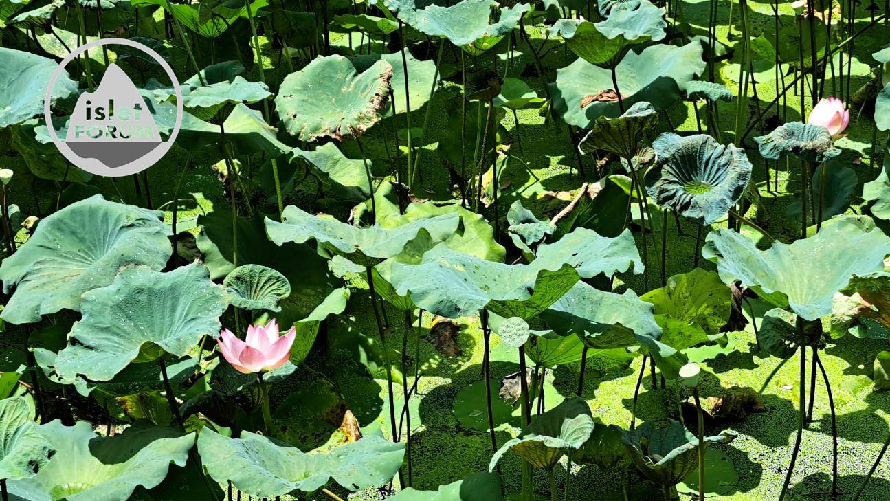 雲泉仙館荷花池2022Wun Chuen Sin Kwoon Lotus Pond (7).jpg