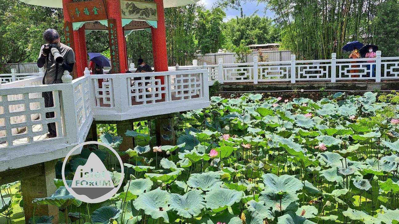 雲泉仙館荷花池2022Wun Chuen Sin Kwoon Lotus Pond (10).jpg