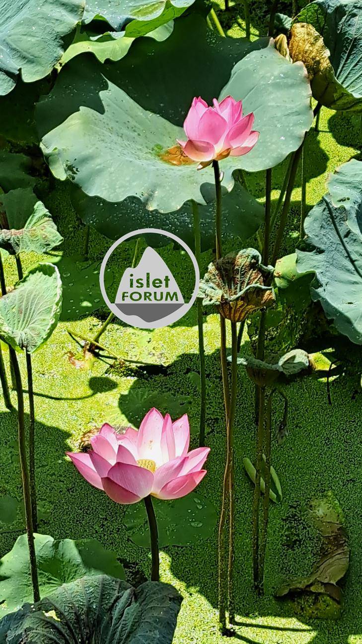 雲泉仙館荷花池2022Wun Chuen Sin Kwoon Lotus Pond (11).jpg