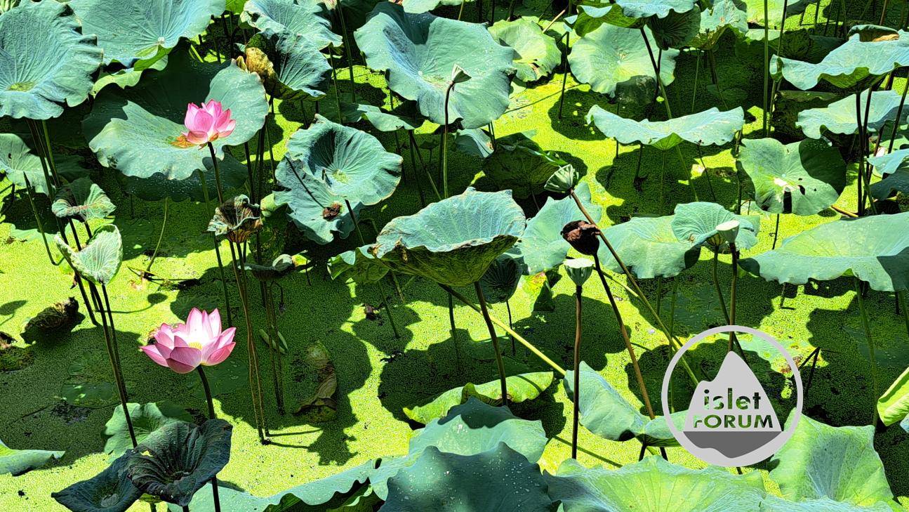 雲泉仙館荷花池2022Wun Chuen Sin Kwoon Lotus Pond (13).jpg