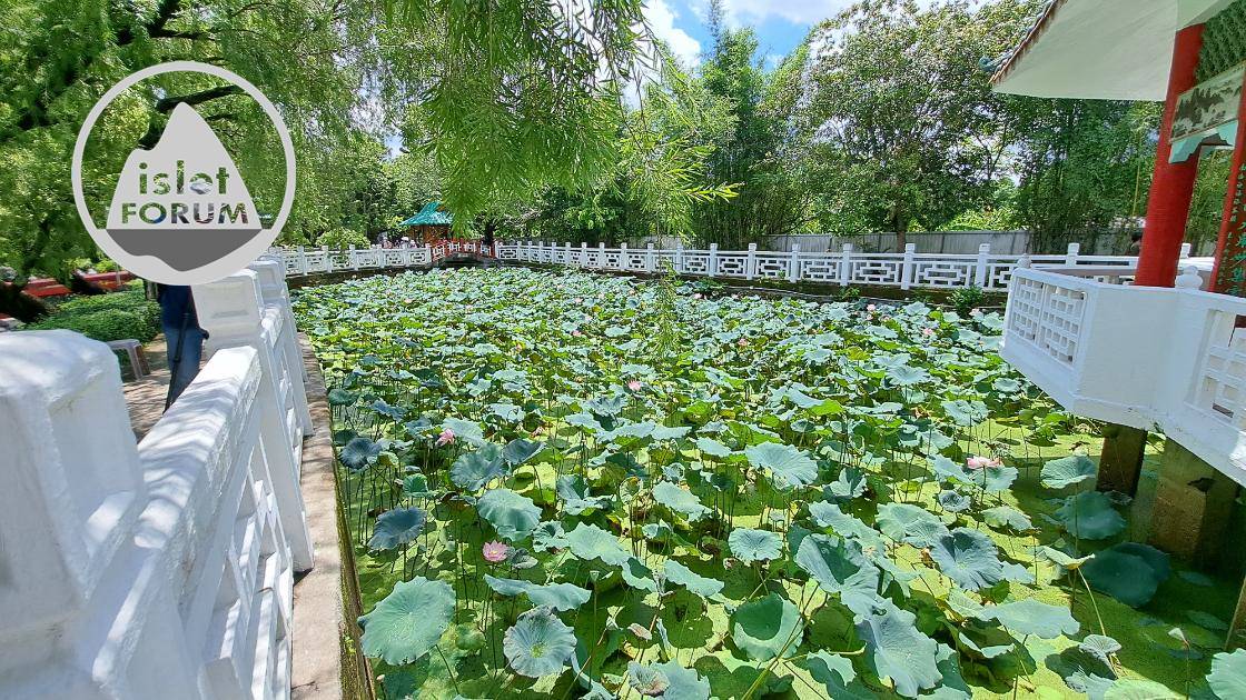 雲泉仙館荷花池2022Wun Chuen Sin Kwoon Lotus Pond (14).jpg