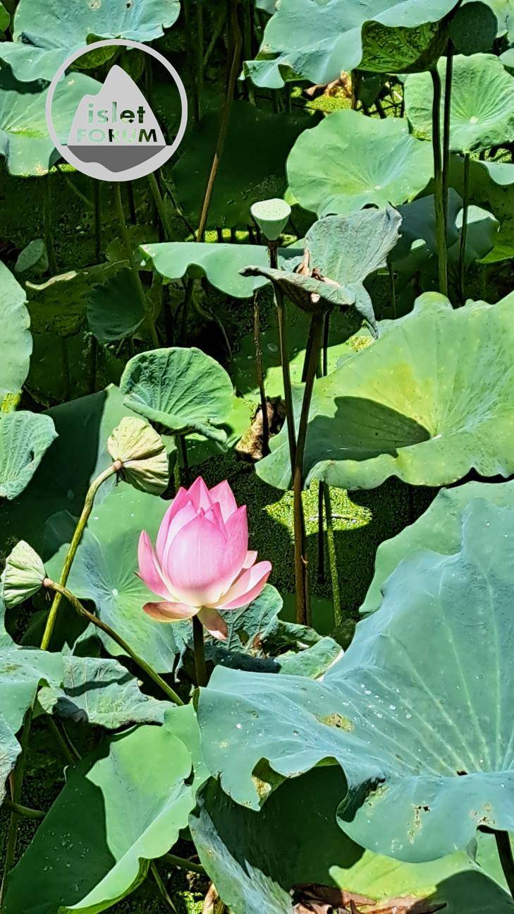 雲泉仙館荷花池2022Wun Chuen Sin Kwoon Lotus Pond (17).jpg
