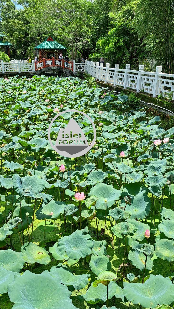 雲泉仙館荷花池2022Wun Chuen Sin Kwoon Lotus Pond (19).jpg